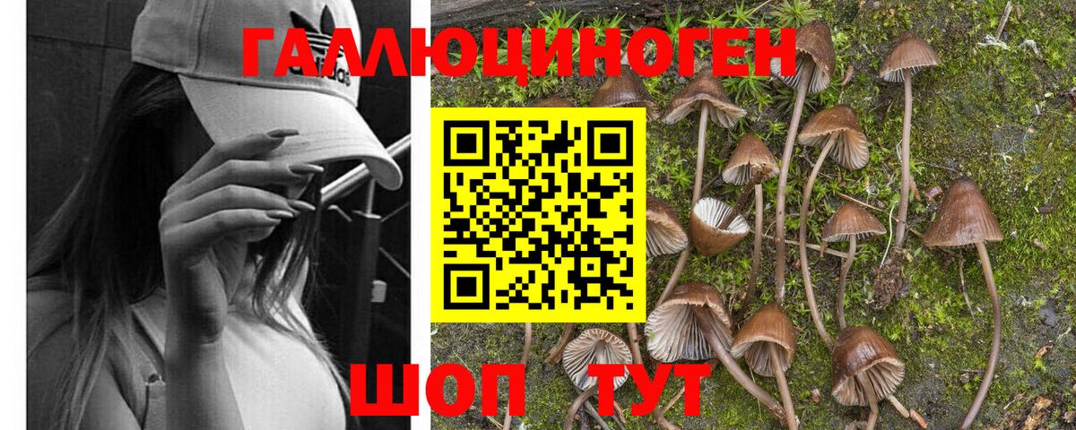 как найти   Псилоцибиновые грибы Magic Shrooms  Вход с VPN  Азов  Галлюциногенные грибы GOLDEN TEACHER 